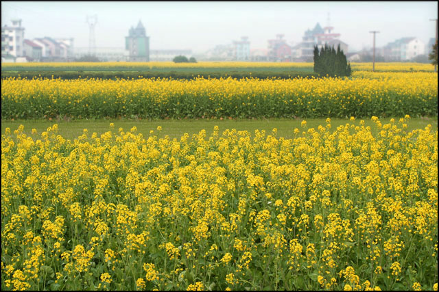 乱花渐欲迷人眼