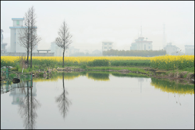 乱花渐欲迷人眼