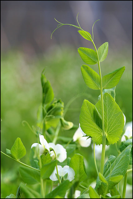 乱花渐欲迷人眼