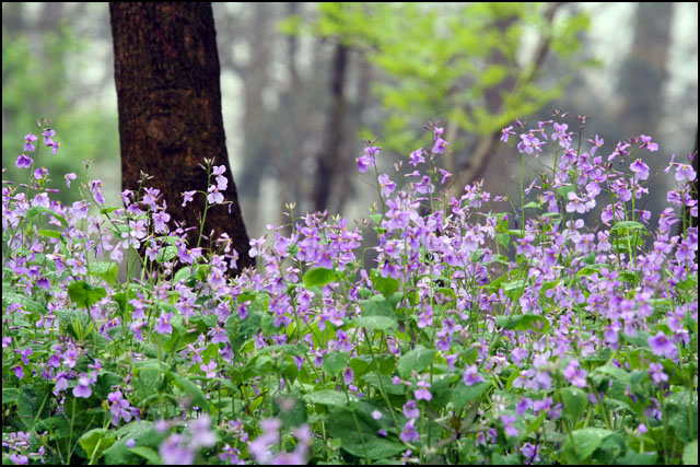乱花渐欲迷人眼