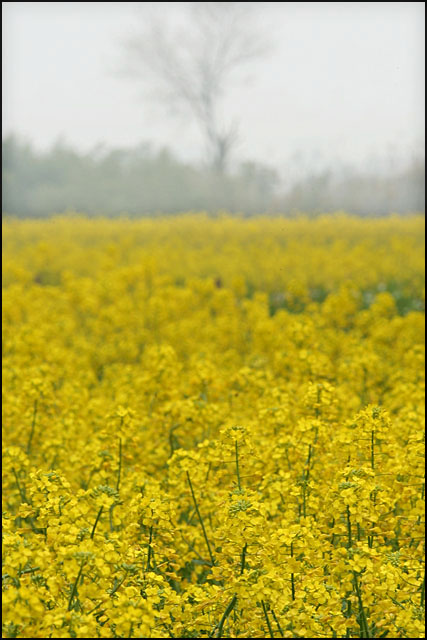 乱花渐欲迷人眼