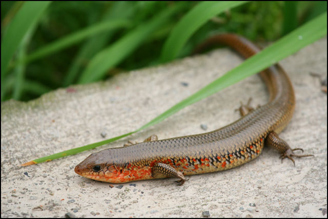 乱花渐欲迷人眼