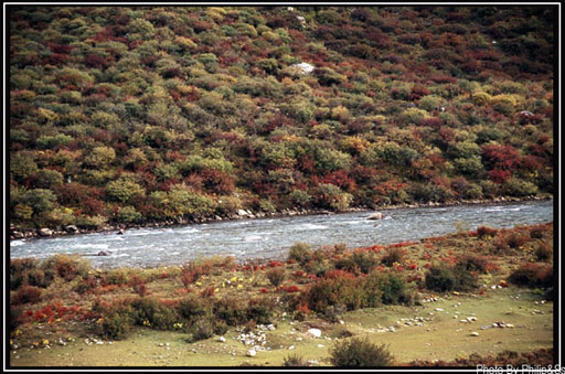 云上的日子（五）——林芝