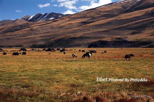 云上的日子(十一)—遇见卓玛和艾米