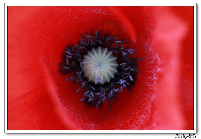 五月的花花草草