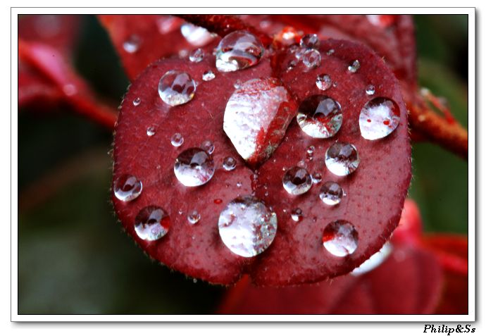 五月的花花草草