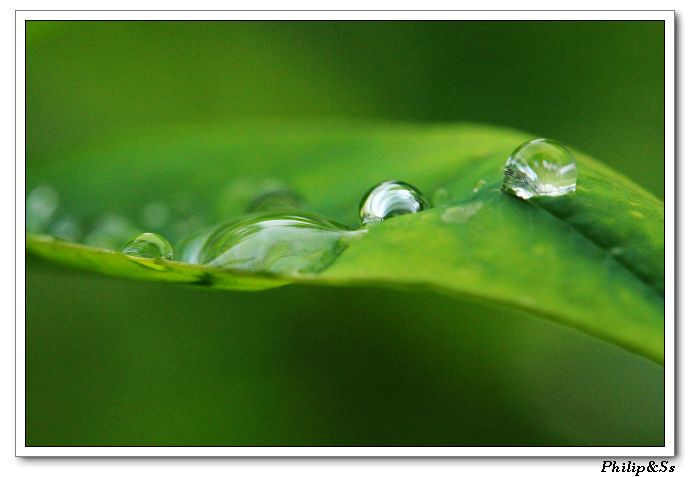 五月的花花草草