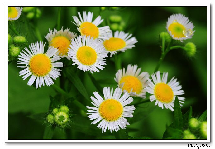 五月的花花草草