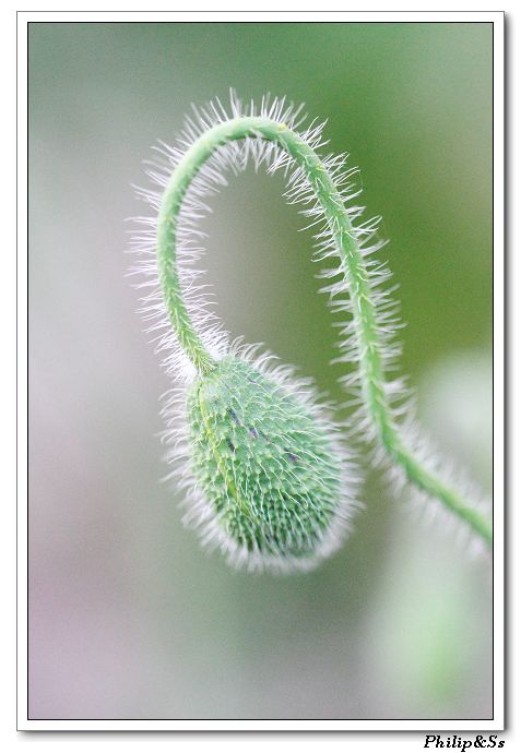 五月的花花草草