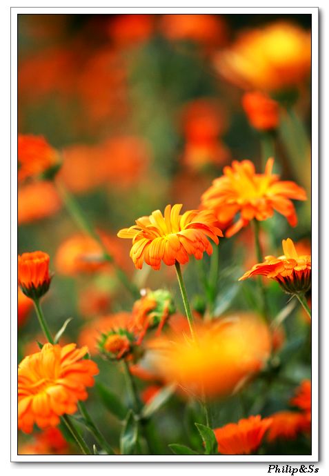 五月的花花草草