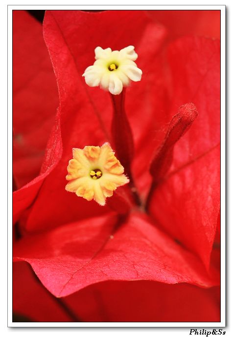 五月的花花草草