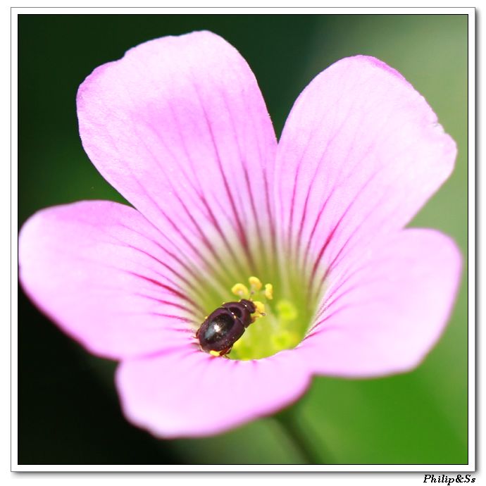 五月的花花草草