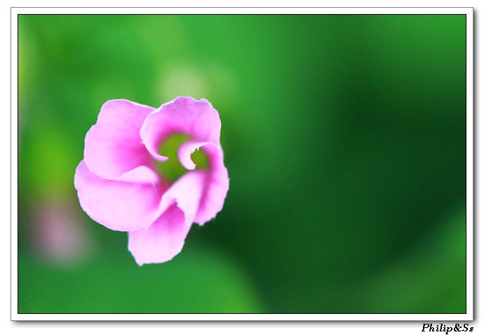 五月的花花草草