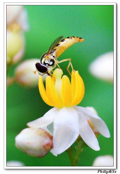 五月的花花草草