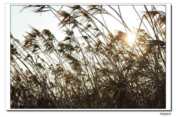 冬季到围垦去看鸟