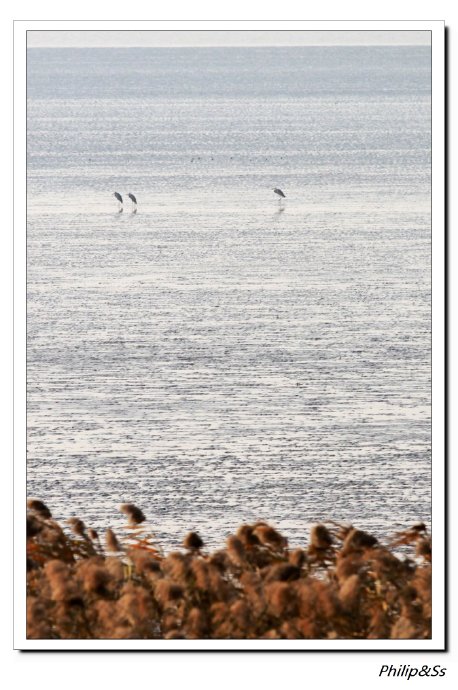 冬季到围垦去看鸟