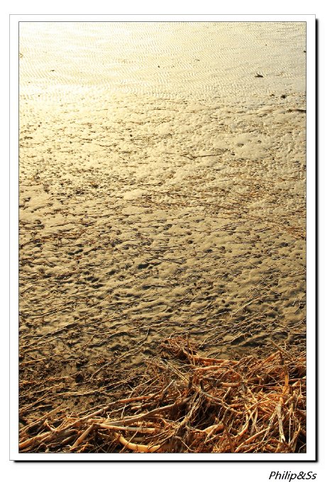 冬季到围垦去看鸟