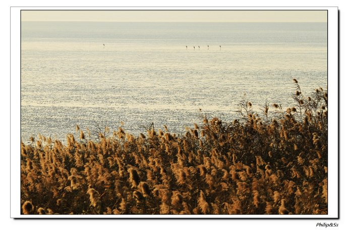 冬季到围垦去看鸟