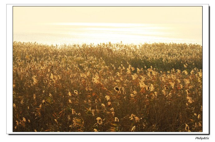 冬季到围垦去看鸟