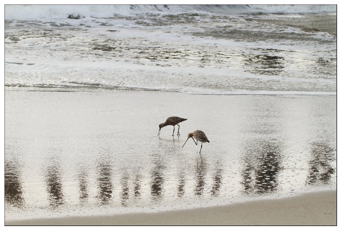 加州阳光-Santa\u00a0Cruz,相机掉海里了