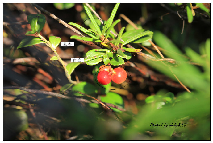 呼伦贝尔行记3——穿行在大兴安岭深处之二