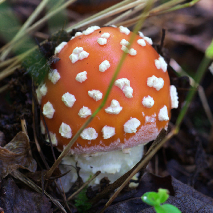 呼伦贝尔行记3——穿行在大兴安岭深处之二