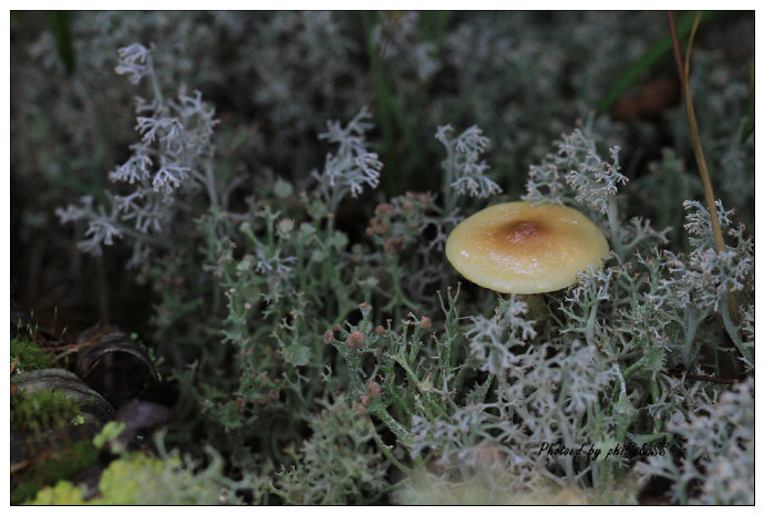 呼伦贝尔行记3——穿行在大兴安岭深处之二