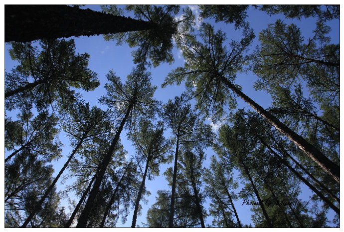 呼伦贝尔行记3——穿行在大兴安岭深处之二