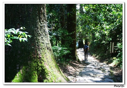 大树的王国-天目山之行