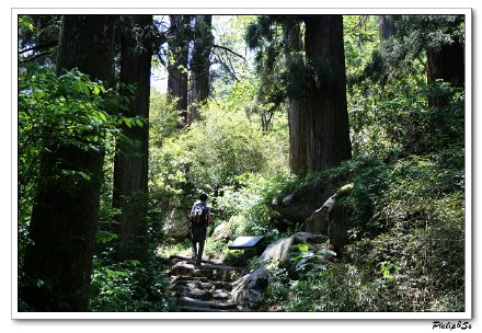 大树的王国-天目山之行