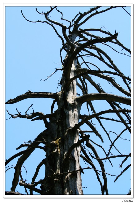 大树的王国-天目山之行