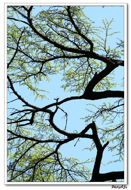 大树的王国-天目山之行