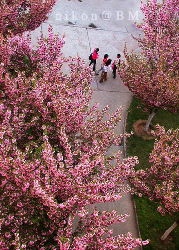学校的樱花