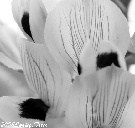 春在溪头荠菜花