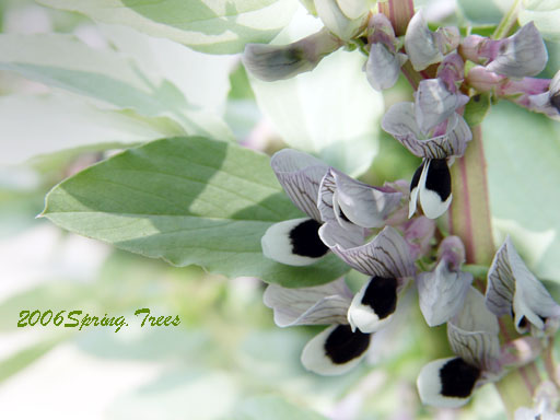 春在溪头荠菜花