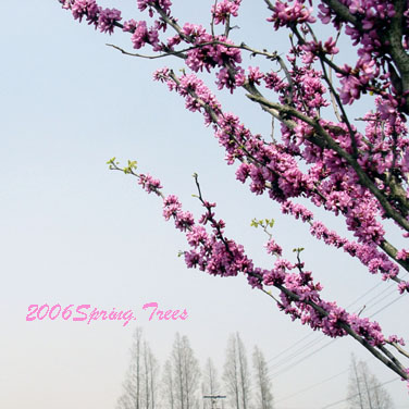 春在溪头荠菜花