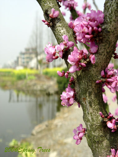 春在溪头荠菜花