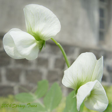 春在溪头荠菜花