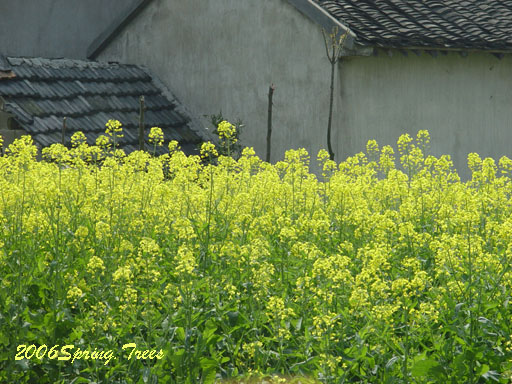 春在溪头荠菜花