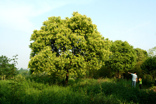 浪花淘尽英雄（霸王祠）