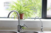 火热夏季之凉拌菜——凉拌鸡丝