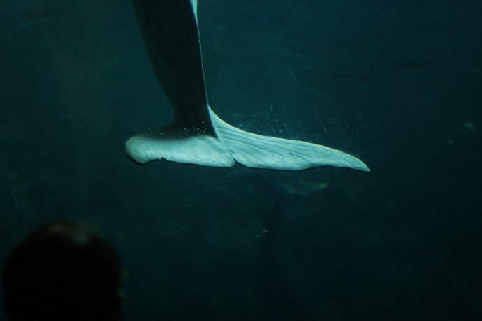 盛夏系列——冰雪地，海洋馆