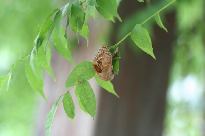 盛夏，水池边的嬉戏