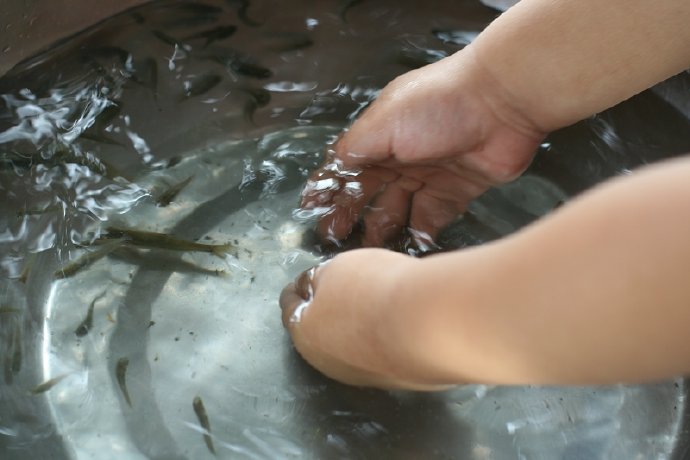 盛夏，阿婆家，小鱼