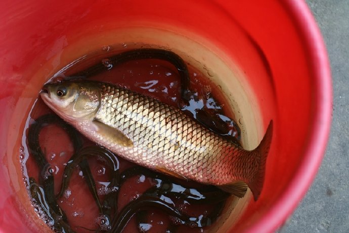 盛夏，阿婆家，小鱼