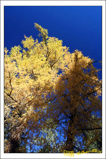 秋日盛宴——新疆旅行日志(七)