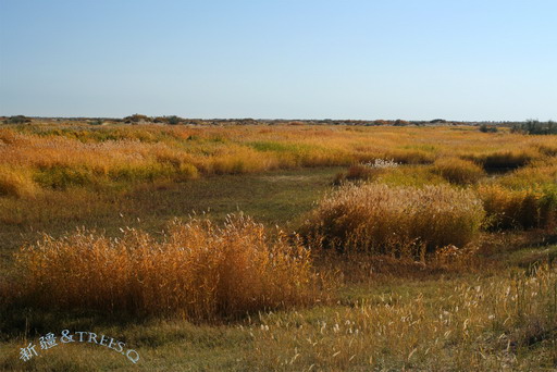 秋日盛宴——新疆旅行日志（三）