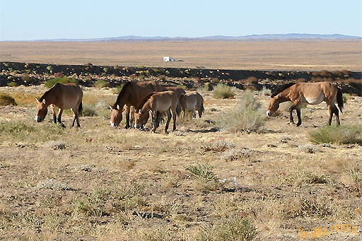 秋日盛宴——新疆旅行日志（二）
