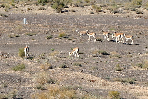 秋日盛宴——新疆旅行日志（二）
