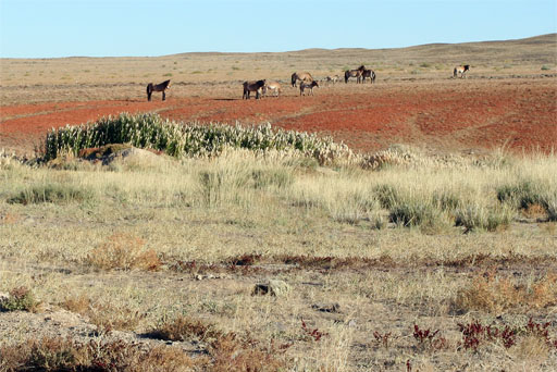秋日盛宴——新疆旅行日志（二）